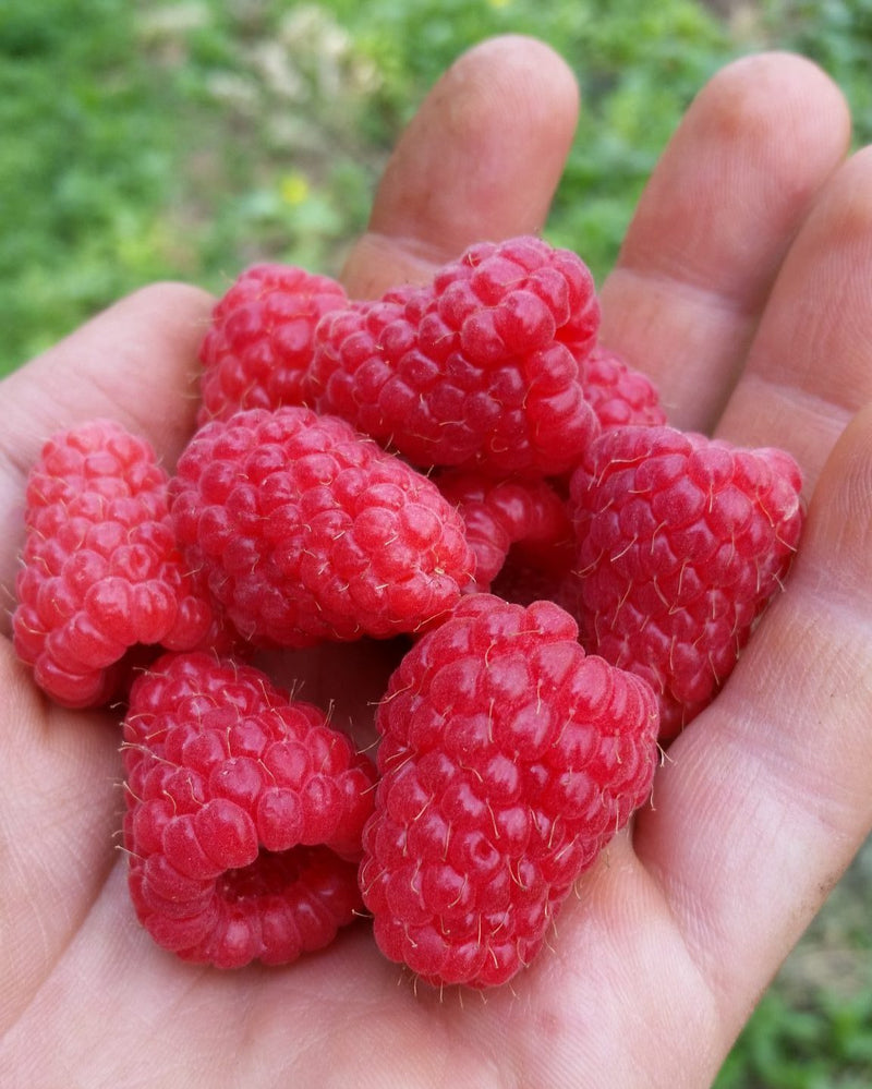 Grosses framboises