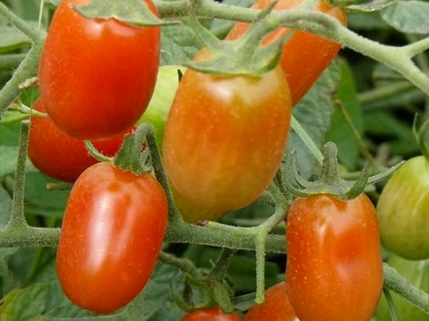 Tomate cerise