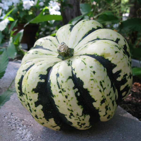 Courge coeur d'or