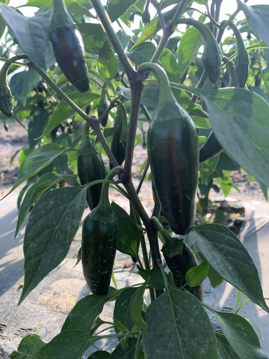 Piments forts