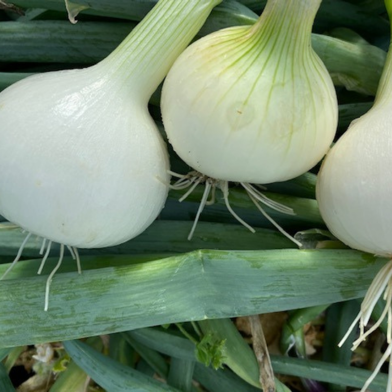 Oignons blancs