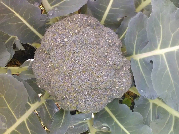 Brocoli