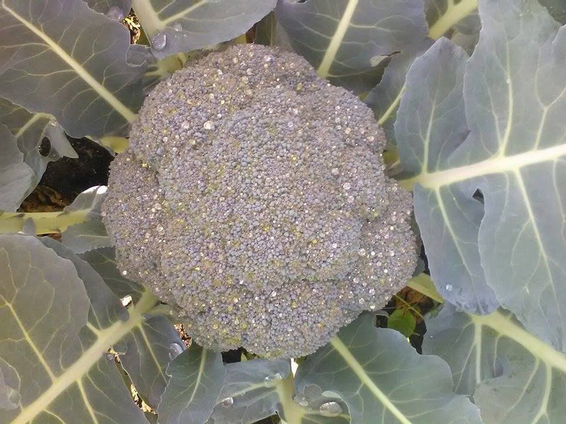 Brocoli