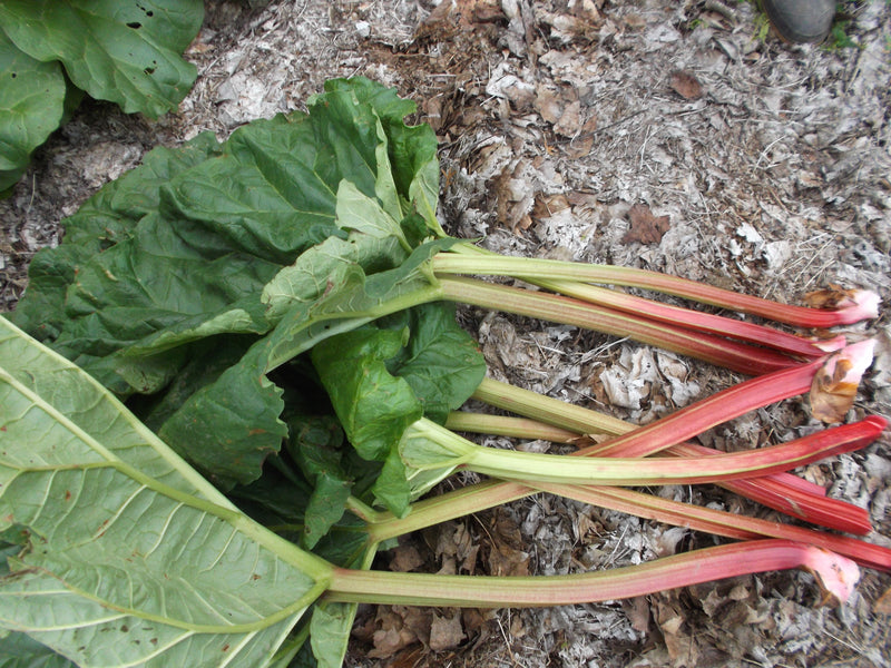 Rhubarbe