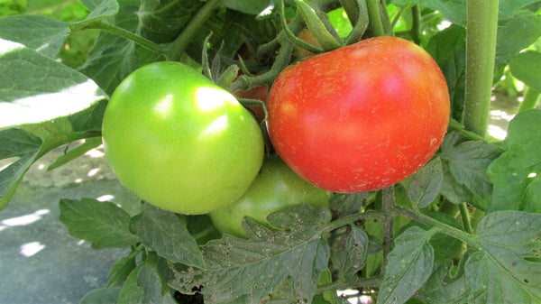 Tomate ronde