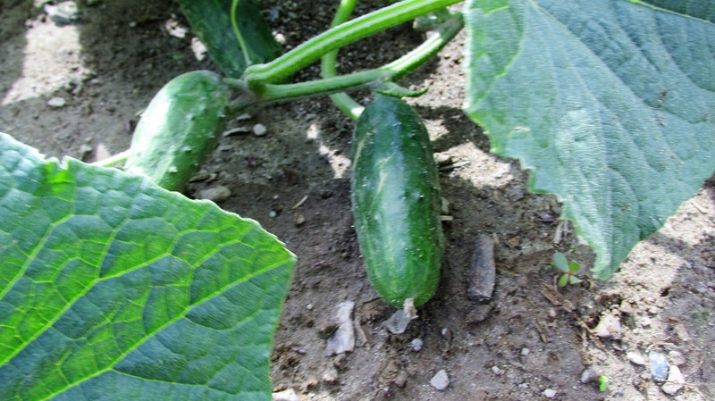 Cornichons
