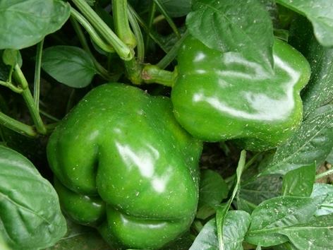 piment (poivron)