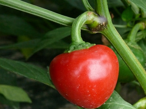 Piments forts