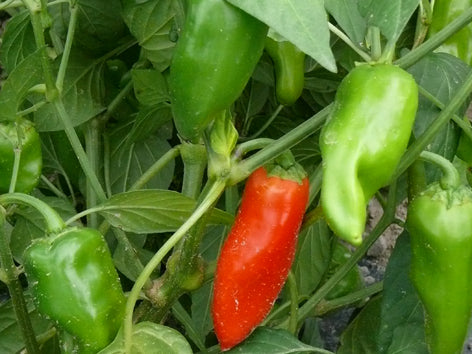 Piments forts