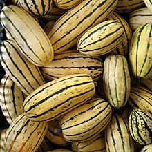 Courge délicata