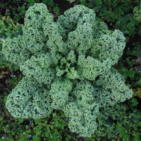 Kale