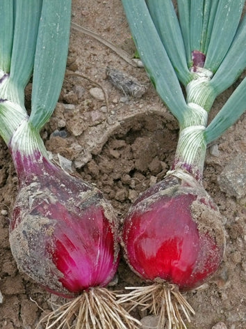 Oignons rouges