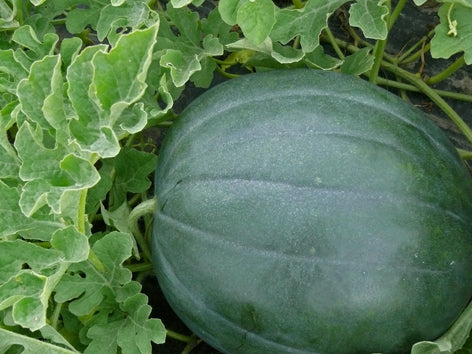 Melon d'eau