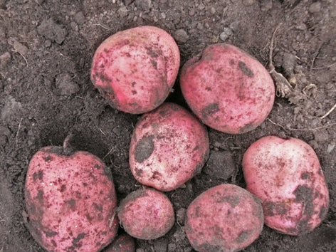 Pommes de terre rouges