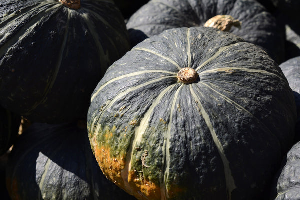 Courge mamasweet