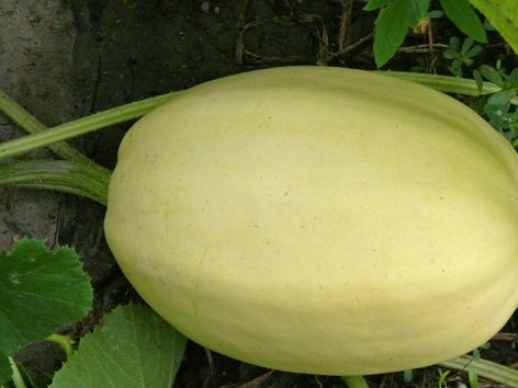 Courge spaghetti