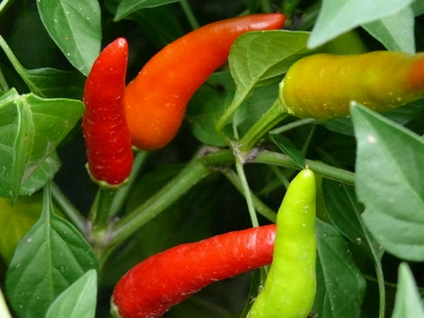 Piments forts