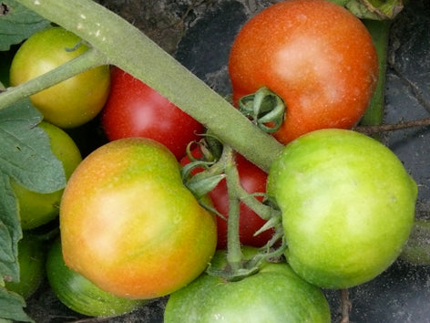 Tomate italienne