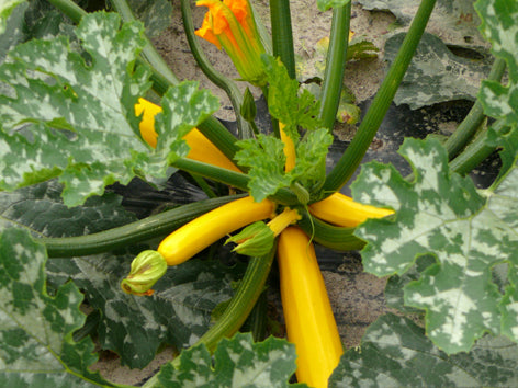 Zuchini (courgette)