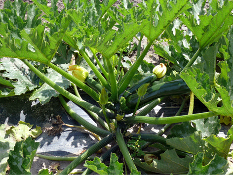 Zuchini (courgette)